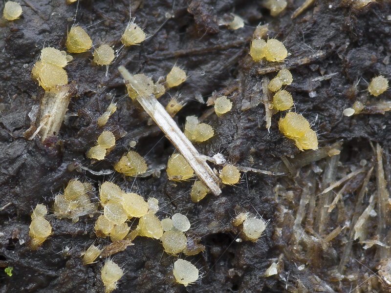 Lasiobolus ciliatus